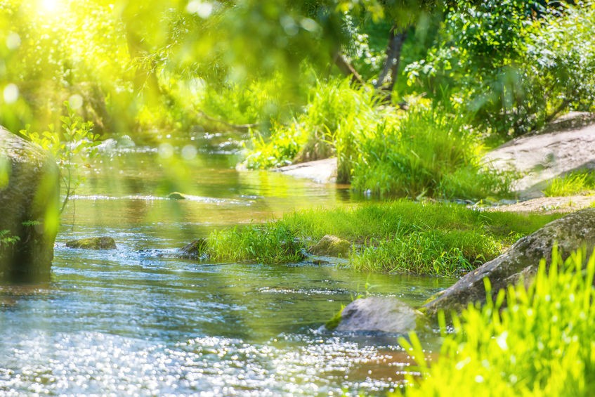 stream in the green forest and sun shining through